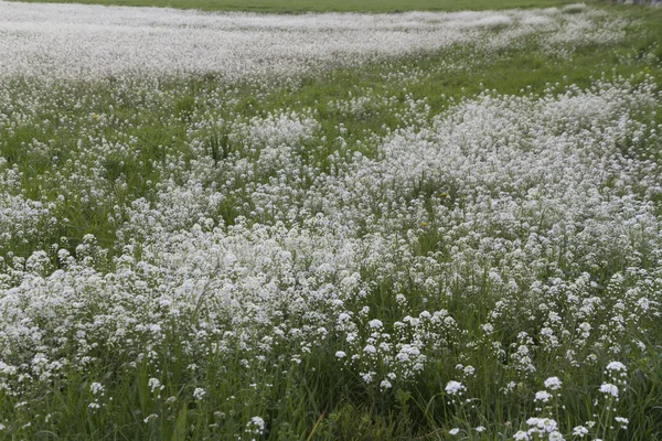 Cultivated fiwld in spring — Stock Photo, Image