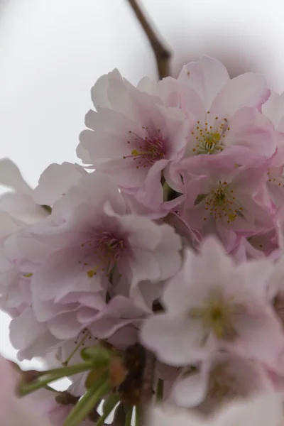 Pink flowers on tree — Stock Photo, Image