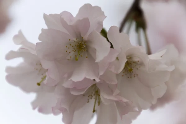 Розовые цветы на дереве — стоковое фото