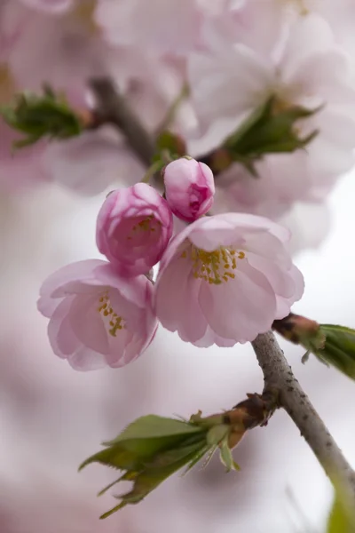 Pink flowers on tree — Stock Photo, Image