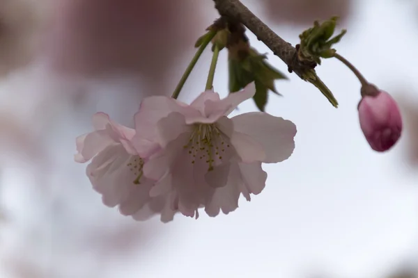 ツリー上のピンクの花 — ストック写真