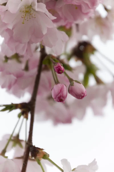 Ροζ λουλούδια σε δέντρο — Φωτογραφία Αρχείου