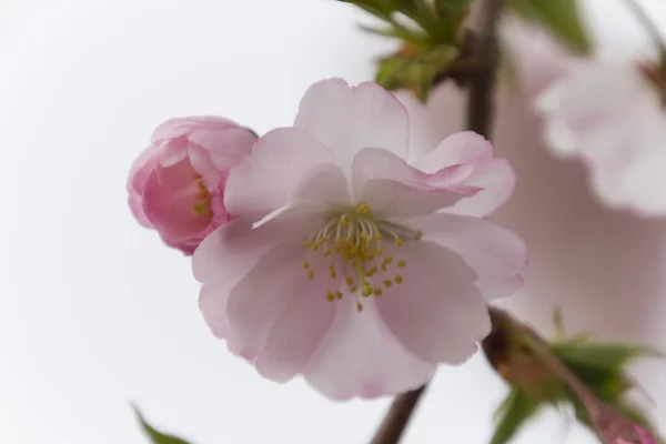 Ροζ λουλούδια σε δέντρο — Φωτογραφία Αρχείου