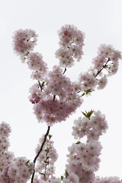 Flores cor de rosa na árvore — Fotografia de Stock