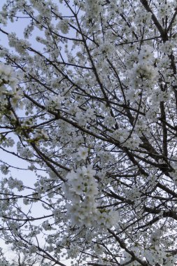 bahar dalları üzerinde beyaz çiçekler