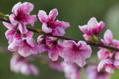 ağaç bahar üzerinde şeftali çiçeği