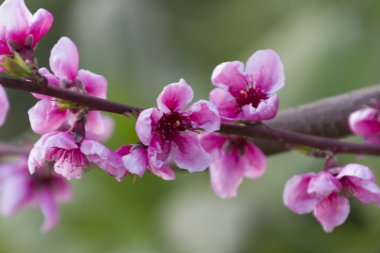 ağaç bahar üzerinde şeftali çiçeği