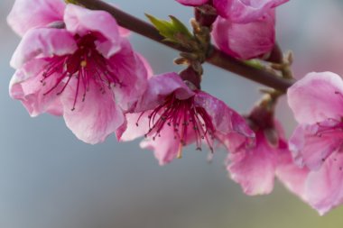 ağaç bahar üzerinde şeftali çiçeği