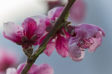 pembe bir şeftali çiçeği