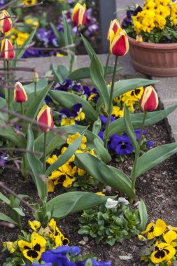 Lale ve menekşe bahar