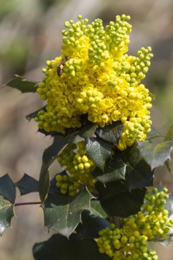Bahçedeki Mahonia
