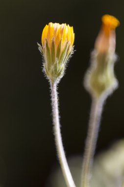 Çayırda kır çiçeği