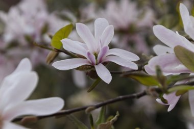 Manolya çiçek ağaç bahar üzerinde