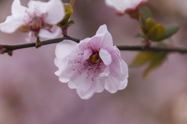bahar dalları üzerinde pembe çiçekler
