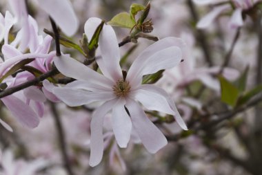 Manolya çiçek ağaç bahar üzerinde