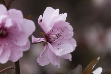 bahar dalları üzerinde pembe çiçekler