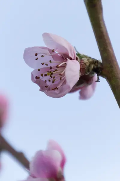 A pink peach blossom — Stock Photo, Image
