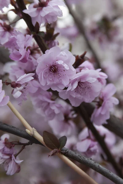 Růžové květy na větví na jaře — Stock fotografie
