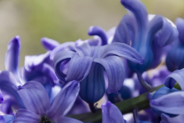 Гиацинтовый цветок в саду — стоковое фото