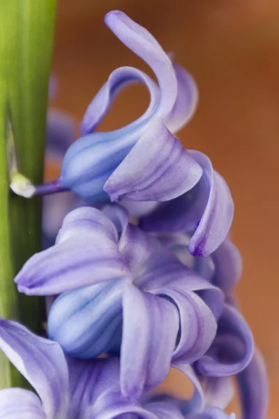 Hyacinth flower in the garden — Stock Photo, Image