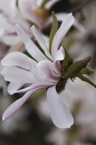 Magnolia blomma på trädet på våren — Stockfoto