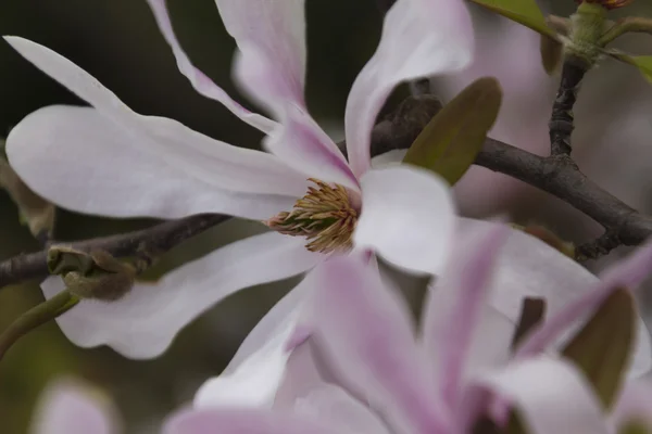 Magnolia blomma på trädet på våren — Stockfoto