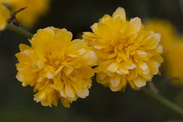 Gelbe Blume auf drei im Frühling — Stockfoto