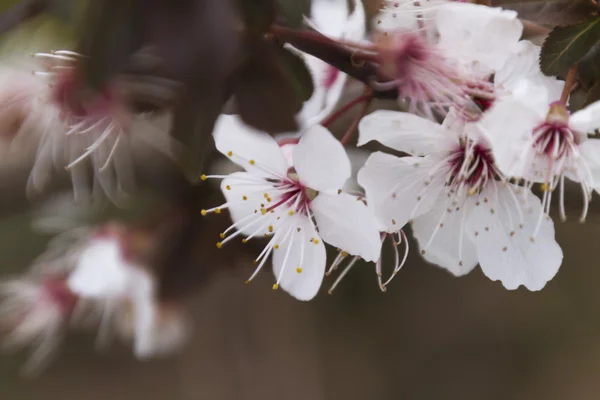 Flores brancas nos ramos na primavera — Fotografia de Stock