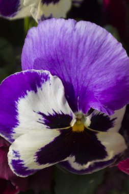 bahçede yağmur ıslak menekşe