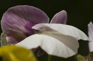 bahçede yağmur ıslak menekşe