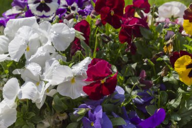 bahçede yağmur ıslak menekşe