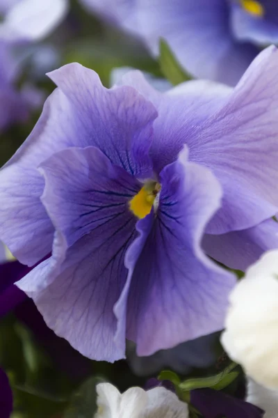 Veilchen nass vom Regen im Garten — Stockfoto