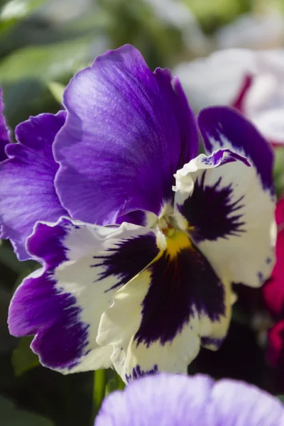 Violeta molhada da chuva no jardim — Fotografia de Stock