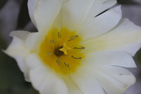 Tulip in the garden — Stock Photo, Image