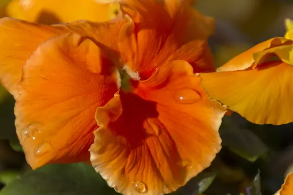 Violeta mojado de la lluvia en el jardín — Foto de Stock