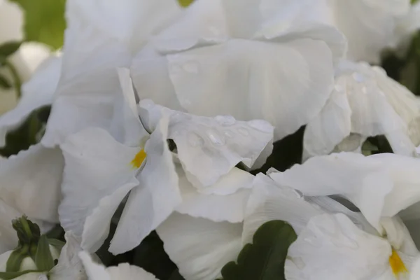 Violet våt från regnet i trädgården — Stockfoto