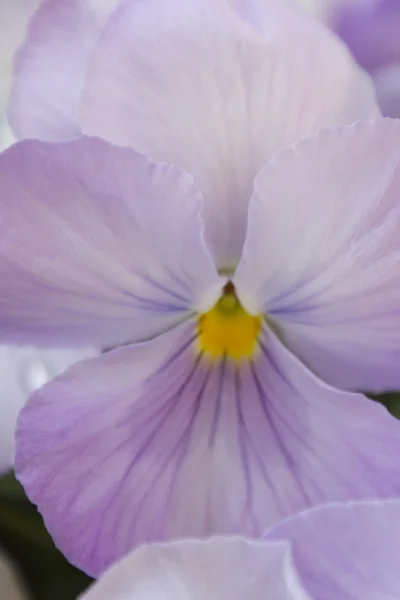 Violeta molhada da chuva no jardim — Fotografia de Stock