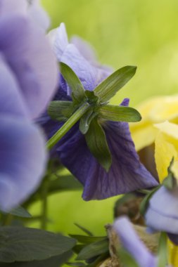 bahçede yağmur ıslak menekşe
