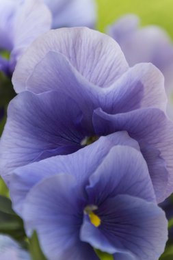 bahçede yağmur ıslak menekşe