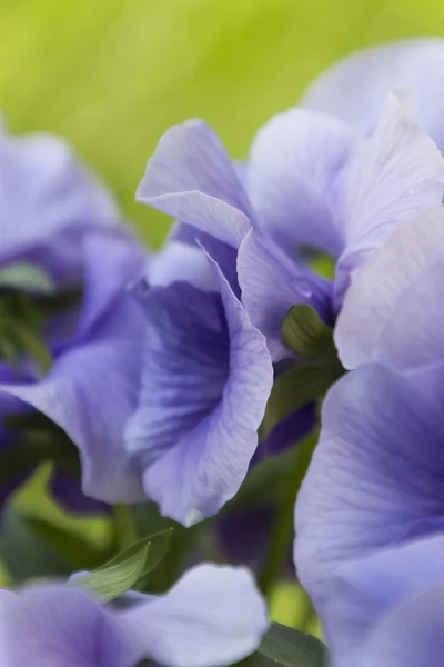 Violet nat van de regen in de tuin — Stockfoto