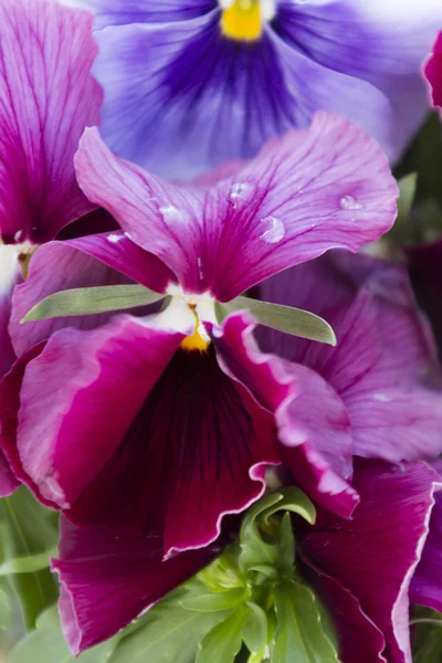 Violeta molhada da chuva no jardim — Fotografia de Stock