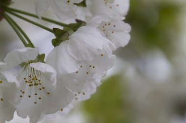 bahar dalları üzerinde beyaz çiçekler