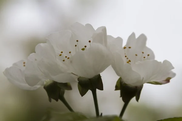 White flowers on the branches in spring — Stock Photo, Image