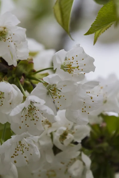 Weiße Blüten an den Zweigen im Frühling — Stockfoto