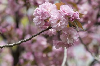 Baharda pembe çiçek