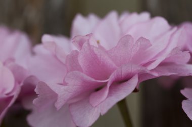 Baharda pembe çiçek