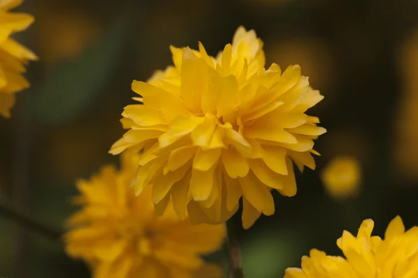 春の黄色い花 — ストック写真