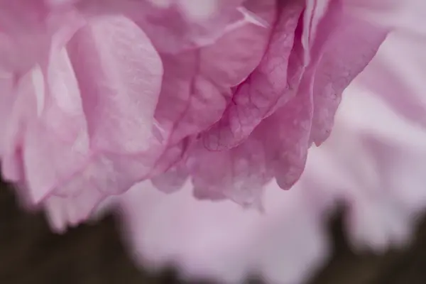 Růžový květ na jaře — Stock fotografie