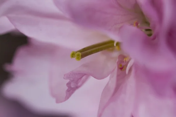 Pink flower in spring — Stock Photo, Image