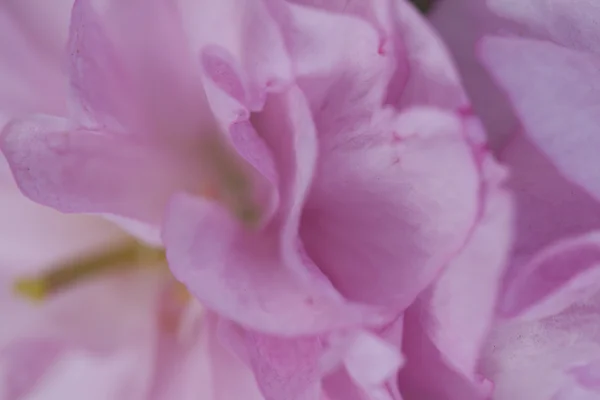 Pink flower in spring — Stock Photo, Image